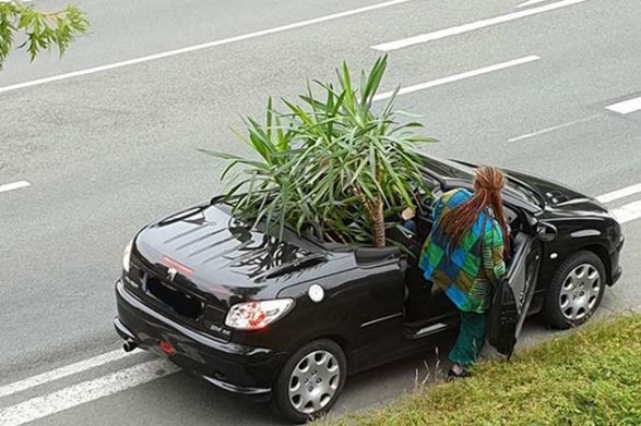 a woman puts a plant in her convertible car